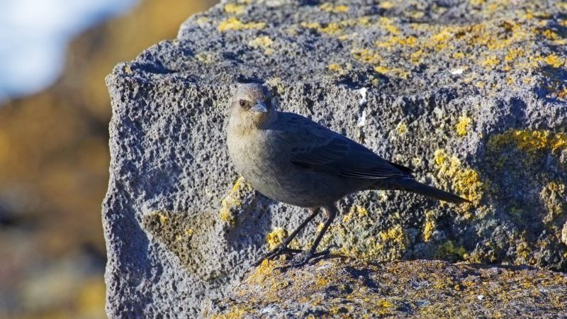 En karriere man kan være stolt over