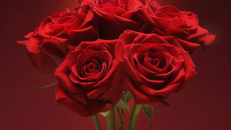 4 tips til at dyrke smukke roser 