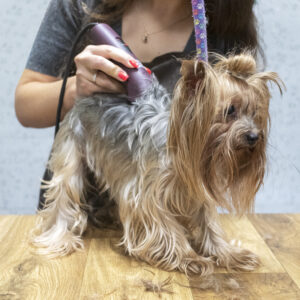 Online booking af behandlinger til din hund: gør det nemt og bekvemt